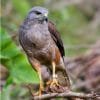 Ridgway's Hawk Tour - Bird watching Los Haitises  National Park Excursion — изображение 4