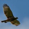 Ridgway's Hawk Tour - Bird watching Los Haitises  National Park Excursion — изображение 3