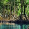 Los Haitises National Park Tour from Samaná Port + Bacardi Island (Cayo Levantado) - Image 2