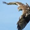 Birdwatching Punta Cana - Birding Tours from Punta Cana to Los Haitises National Park - Image 41