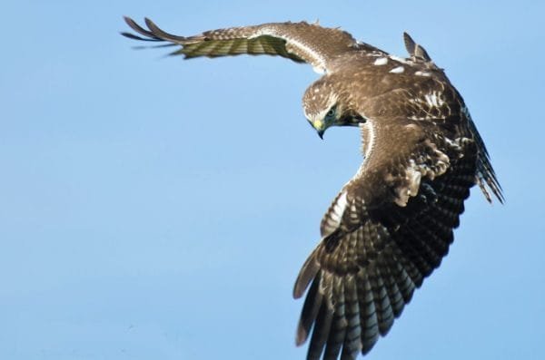 Ridgway's Hawk Tour - Bird watching Los Haitises  National Park Excursion