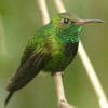 Birdwatching in Los Haitises National Park - Image 54