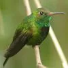 Parque Nacional Los Haitises excursión de Kayak y Senderismo - Gambar 15