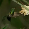 Parque Nacional Los Haitises excursión de Kayak y Senderismo - Gambar 16