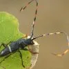 Parque Nacional Los Haitises excursión de Kayak y Senderismo - Gambar 25