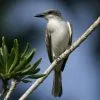 Parque Nacional Los Haitises excursión de Kayak y Senderismo - Gambar 26