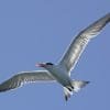 Birdwatching in Los Haitises National Park - Image 45