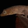 Los Haitises National Park - Hiking 4 Hours Sendero del Bosque Humedo (Moist Forest Trail). - Image 28