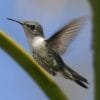 Birdwatching in Los Haitises National Park - 이미지 44