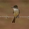 Birdwatching in Los Haitises National Park - Image 43