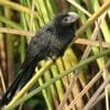 Birdwatching Punta Cana - Birding Tours from Punta Cana to Los Haitises National Park - Зображення 27