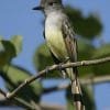 Birdwatching in Los Haitises National Park - 이미지 41