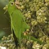 Excursión de Observación de Aves en el Parque Nacional Los Haitises - 이미지 38