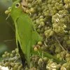 Parque Nacional Los Haitises excursión de Kayak y Senderismo - Gambar 37