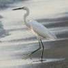 Birdwatching in Los Haitises National Park - Image 37