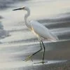 Parque Nacional Los Haitises excursión de Kayak y Senderismo - Gambar 40