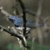 Birdwatching Punta Cana - Birding Tours from Punta Cana to Los Haitises National Park - Зображення 20