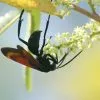 Parque Nacional Los Haitises excursión de Kayak y Senderismo - Gambar 44