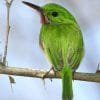 Excursión de Observación de Aves en el Parque Nacional Los Haitises - 이미지 36