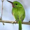 Parque Nacional Los Haitises excursión de Kayak y Senderismo - Gambar 45