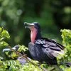 Excursión Privada a Los Haitises y Caño Hondo desde Sabana de la Mar – Bild 5