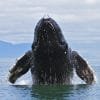 Half Day Whale Watching Samana in Catamaran-Morning - Imaxe 9