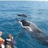 ⁦Whale Watching 2022 in Punta Cana/Cap Cana to Samaná Bay + Cayo Levantado (Bacardi Island) from Hotels.⁩ - الصورة ⁦16⁩