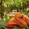 El Limon Waterfall and Bacardi Island (Cayo Levantado) Tour from Punta Cana Hotels - Image 16