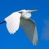 Birdwatching in Los Haitises National Park - Image 9