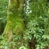 Parque Nacional Los Haitises excursión de Kayak y Senderismo - Gambar 9