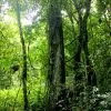 Parque Nacional Los Haitises excursión de Kayak y Senderismo - Gambar 8