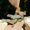 ⁦Ridgway's Hawk Tour - Bird watching Los Haitises  National Park Excursion⁩ – תמונה ⁦10⁩