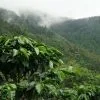 Parque Nacional Los Haitises excursión de Kayak y Senderismo - Gambar 7