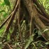 Parque Nacional Los Haitises excursión de Kayak y Senderismo - Gambar 5