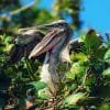 Los Haitises National Park Tour from Las Terrenas, Samana. Half Day Trip. Lunch at Cano Hondo. - Image 13