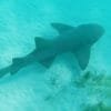 Cuatro aventuras: Paravelismo, crucero de esnórquel, tiburones y rayas en piscinas naturales desde Punta Cana - Image 9