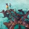 Four Adventures: Parasailing, Snorkeling Cruise, Sharks & Rays in Natural Pools from Punta Cana - Imatge 8