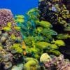 Catalina Island and Snorkeling with Catamaran Party From Punta Cana - Half Day Experience - Image 2