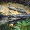 Kayaking in Los Haitises with Tour guide from Caño Hondo 2 Hours - Image 15