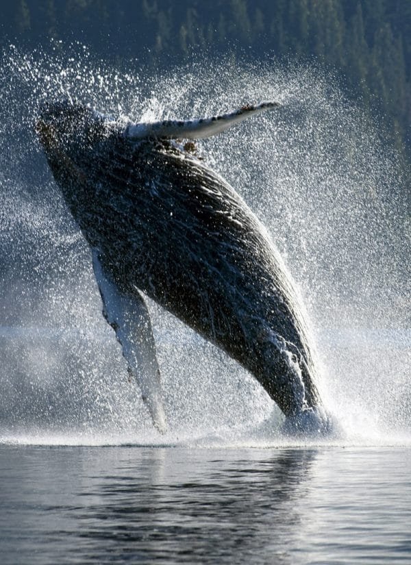 Excursión de Ballenas 2022 desde los hoteles de Punta Cana a la Bahía de Samaná + Cayo Levantado (Bacardi Island).