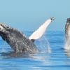 Whale Watching 2023 in Punta Cana / Cap Cana to Samaná Bay + Cayo Levantado (Bacardi Island) from Hotels. - 图片 15