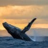 Excursión de Ballenas 2022 desde los hoteles de Punta Cana a la Bahía de Samaná + Cayo Levantado (Bacardi Island). - Image 4