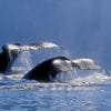 Excursión de medio día de Observación de Ballenas - Image 6