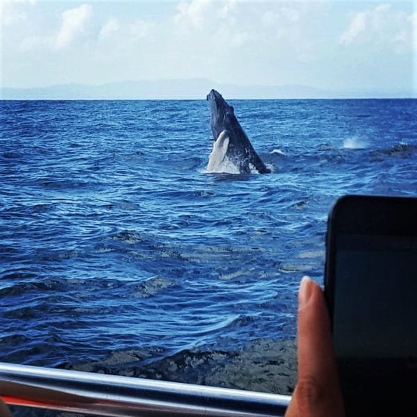 Samaná Cayo Levantado (Bacardi Island) and Whale Watching from Miches in Catamaran