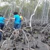 Mangroves Reforestation in Los Haitises With Locals on Kayak - 图片 32