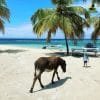 Saona Island Private Tour from Juan Dolio Hotels- Juan Dolio  Lobby - Image 7