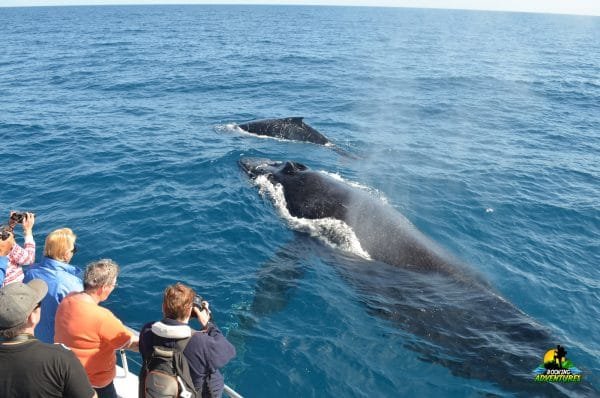 Εκδρομή παρατήρησης φαλαινών + Cayo Levantado από Punta Cana/Cap Cana (Ιδιωτική περιήγηση)