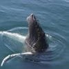 Excursion Whale Watching Samana bay + Cayo Levantado  from Puerto Plata (Private Transportation) - Image 17