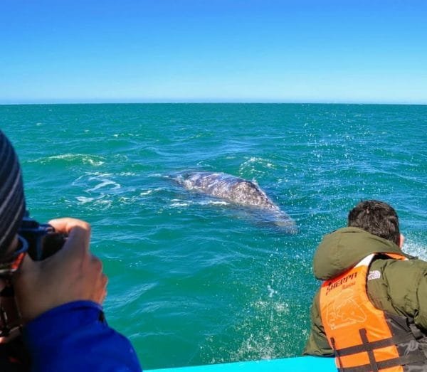 Visite privée d'observation des baleines à Samaná + Cayo Levantado (île Bacardi) depuis le port de Samaná