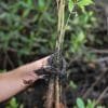 Mangroves Reforestation in Los Haitises With Locals on Kayak — изображение 20